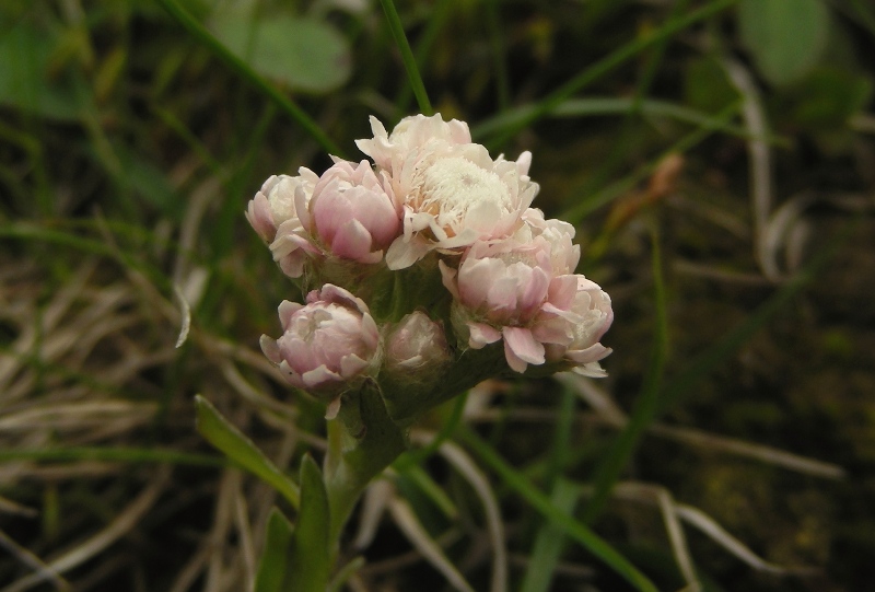 Antennaria dioica